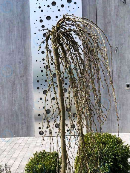 PRO100 Garden House - фото 4